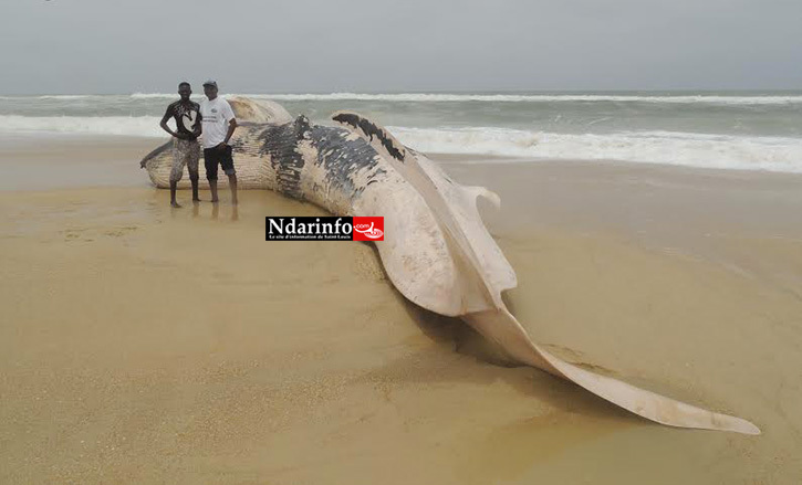 ( Photos) Langue de Barbarie : une baleine échouée risque d'exploser.