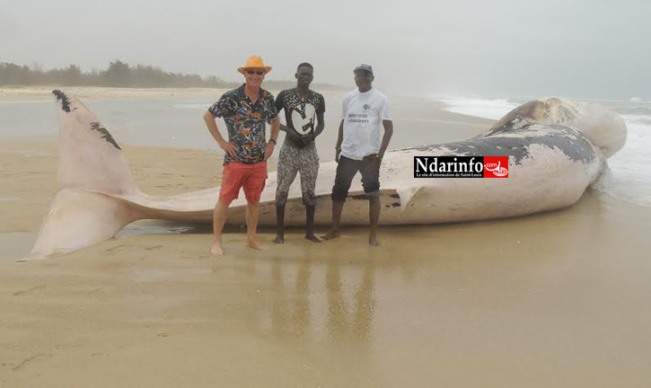 ( Photos) Langue de Barbarie : une baleine échouée risque d'exploser.