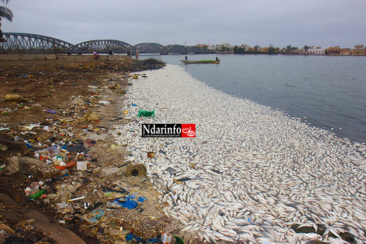 DESASTRE: des milliers de poissons morts jetés sur le fleuve à Saint-Louis (Photos)