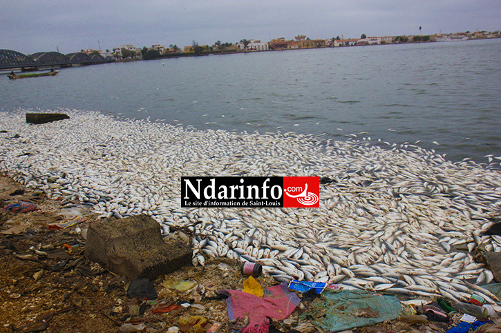 DESASTRE: des milliers de poissons morts jetés sur le fleuve à Saint-Louis (Photos)