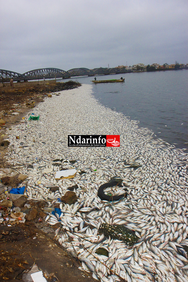 DESASTRE: des milliers de poissons morts jetés sur le fleuve à Saint-Louis (Photos) DESASTRE: des milliers de poissons morts jetés sur le fleuve à Saint-Louis (Photos)
