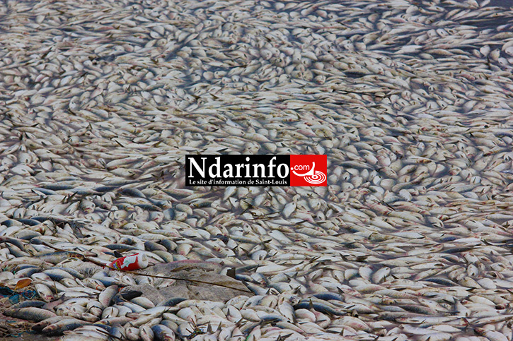 DESASTRE: des milliers de poissons morts jetés sur le fleuve à Saint-Louis (Photos) DESASTRE: des milliers de poissons morts jetés sur le fleuve à Saint-Louis (Photos)