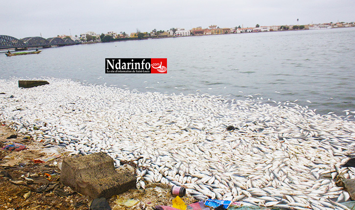 DÉSASTRE : sans «acheteurs», 5 grosses pirogues ont versé leur contenu sur le fleuve Sénégal.