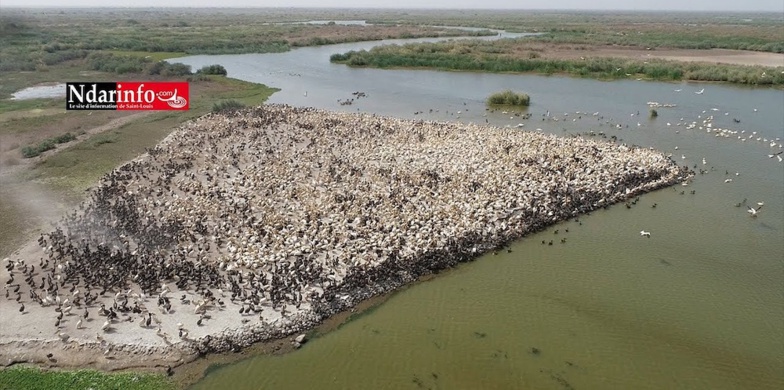 Alerte aux zoonoses : à Saint-Louis, 2 cas ont été traités par le comité régional " One health" Alerte aux zoonoses : à Saint-Louis, 2 cas ont été traités par le comité régional " One health"