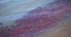 Des taches d'huile dans les eaux mauritaniennes de l'Atlantique