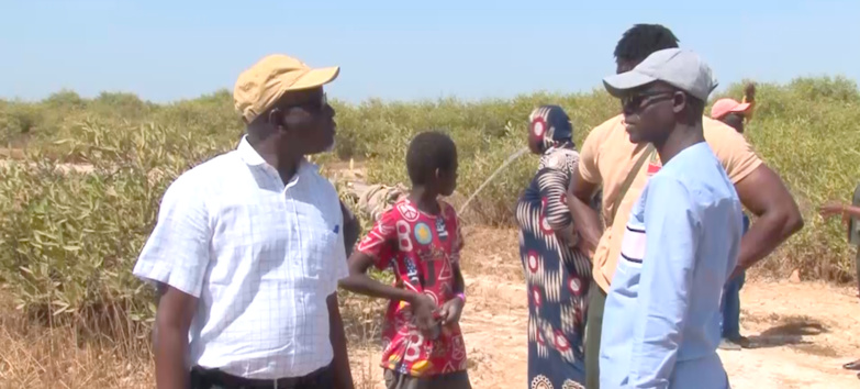 Une initiative veut reboiser les zones de mangroves « dégarnies » de Saint-Louis Une initiative veut reboiser les zones de mangroves « dégarnies » de Saint-Louis