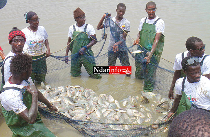 Des carpes de la première pêche de poissons