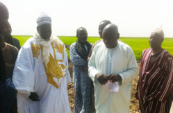 ATTEINTE DE L’AUTOSUFFISANCE EN RIZ : Serigne Moussa NAWEL montre le chemin.