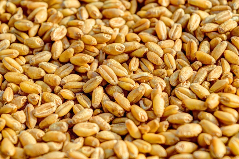 Révolution agricole: Le blé, nouvel espoir pour l'autosuffisance alimentaire au Sénégal