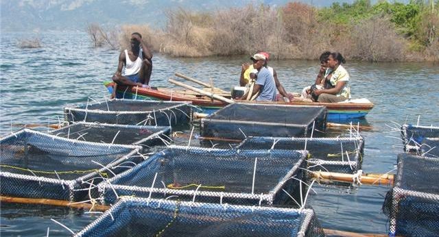La composante aquaculture du PGRNS va créer 5000 emplois La composante aquaculture du PGRNS va créer 5000 emplois