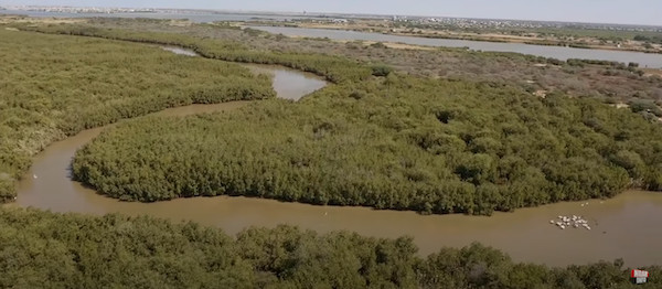 Plaidoyer pour la préservation de l’écosystème mangrove de Saint-Louis