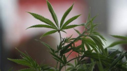 La vente de cannabis atteint son "plus haut historique"