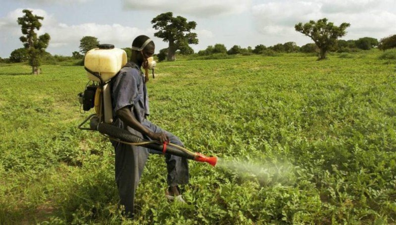 Activités agricoles : au Sénégal, près de 5.000 tonnes de pesticides utilisés par an, selon un expert