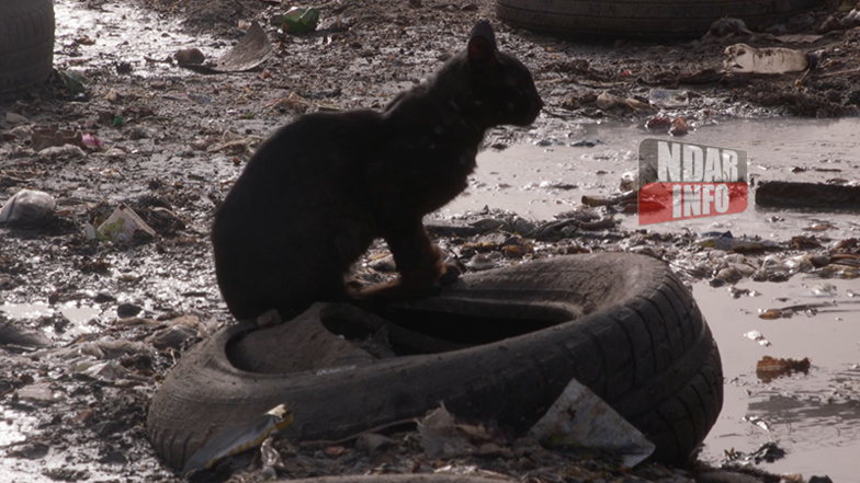 REPORTAGE - Les démons des caniveaux étranglent le quartier de Pikine REPORTAGE - Les démons des caniveaux étranglent le quartier de Pikine