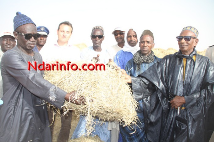 ÉLEVAGE: SENHUILE offre 2000 bottes de paille de riz à Gnith et Ronkh. 