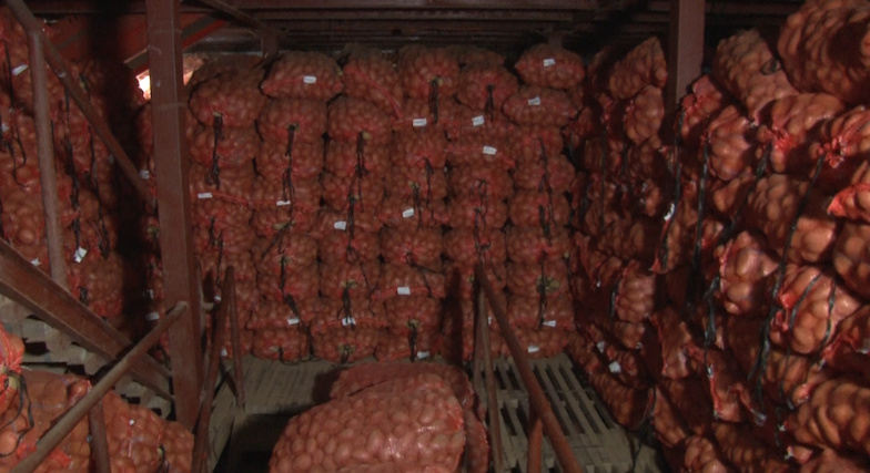 Pommes de terre : 80.000 tonnes dans les chambres froides de SWAMI AGRI Pommes de terre : 80.000 tonnes dans les chambres froides de SWAMI AGRI