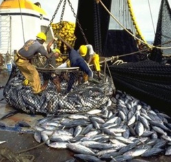 Sénégal : baisse continue des débarquements de poissons