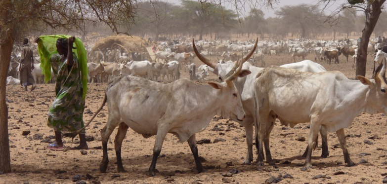 51 milliards FCFA pour booster le secteur de l’élevage 51 milliards FCFA pour booster le secteur de l’élevage