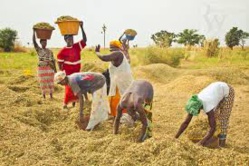 Production de riz à Saint-Louis : Les producteurs incités à la double culture.