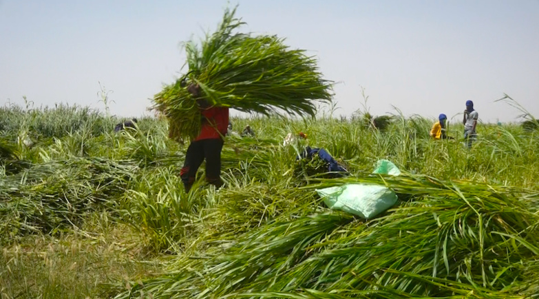 GNITH : West Africa Farm cultive du fourrage pour les éleveurs locaux GNITH : West Africa Farm cultive du fourrage pour les éleveurs locaux