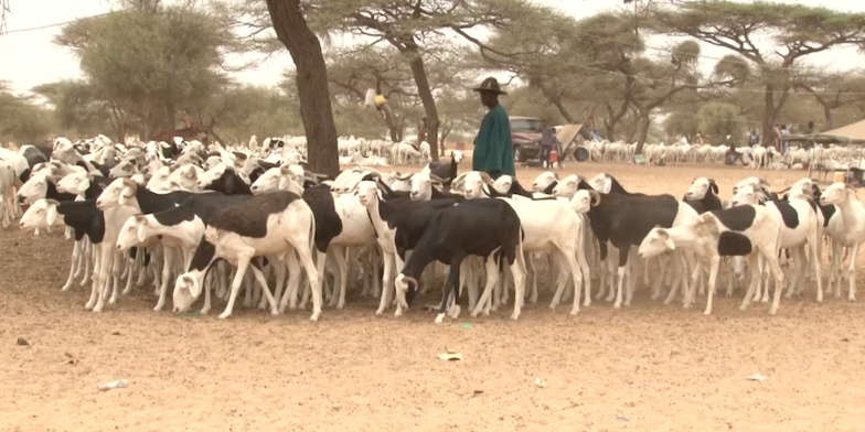 Saint-Louis - Foirail de RAO : la cherté du « ripass » affecte le prix du mouton Saint-Louis - Foirail de RAO : la cherté du « ripass » affecte le prix du mouton
