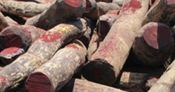 20 000 troncs de bois coupés découverts en Casamance (Haïdar)