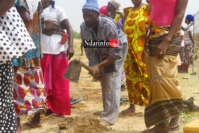 SAINT-LOUIS - DIELE MBAME, SENTINELLE DE l’ENVIRONNEMENT : 2.000 eucalyptus plantés par une mobilisation citoyenne. SAINT-LOUIS - DIELE MBAME, SENTINELLE DE l’ENVIRONNEMENT : 2.000 eucalyptus plantés par une mobilisation citoyenne.
