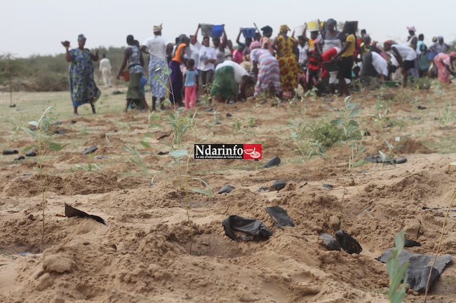 SAINT-LOUIS - DIELE MBAME, SENTINELLE DE l’ENVIRONNEMENT : 2.000 eucalyptus plantés par une mobilisation citoyenne. SAINT-LOUIS - DIELE MBAME, SENTINELLE DE l’ENVIRONNEMENT : 2.000 eucalyptus plantés par une mobilisation citoyenne.