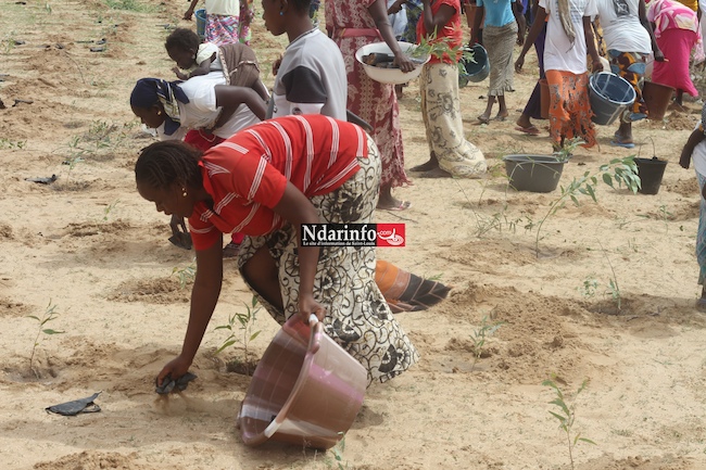 SAINT-LOUIS - DIELE MBAME, SENTINELLE DE l’ENVIRONNEMENT : 2.000 eucalyptus plantés par une mobilisation citoyenne. SAINT-LOUIS - DIELE MBAME, SENTINELLE DE l’ENVIRONNEMENT : 2.000 eucalyptus plantés par une mobilisation citoyenne.