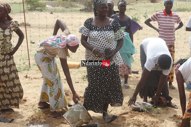 SAINT-LOUIS - DIELE MBAME, SENTINELLE DE l’ENVIRONNEMENT : 2.000 eucalyptus plantés par une mobilisation citoyenne. SAINT-LOUIS - DIELE MBAME, SENTINELLE DE l’ENVIRONNEMENT : 2.000 eucalyptus plantés par une mobilisation citoyenne.
