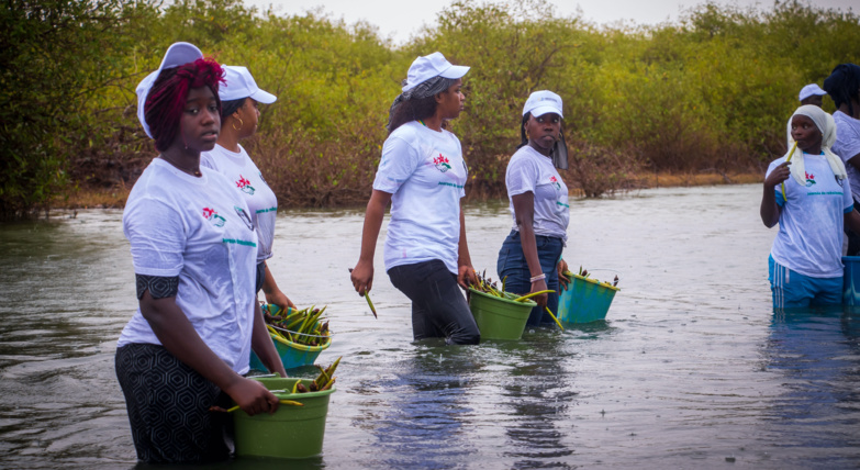 Sauvegarde de la mangrove : le CFPE de Bekhar plante près de 13 000 propagules à Gueumbeul Sauvegarde de la mangrove : le CFPE de Bekhar plante près de 13 000 propagules à Gueumbeul