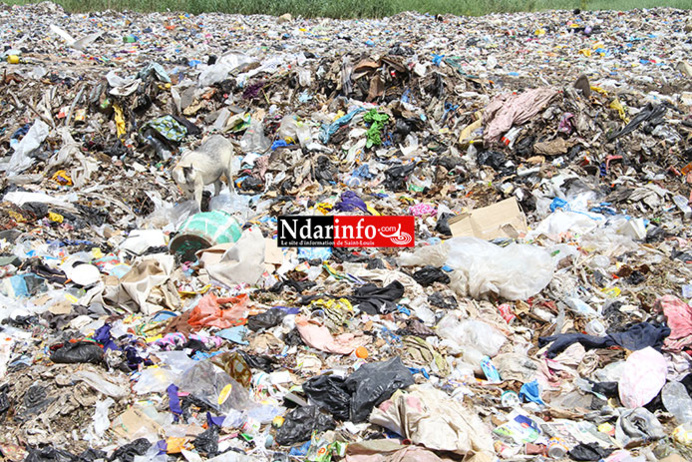DÉPOTOIR D’ORDURES DE PIKINE/SAINT-LOUIS: les images de la Honte. DÉPOTOIR D’ORDURES DE PIKINE/SAINT-LOUIS: les images de la Honte.