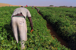 Campagne hivernale de production agricole 2015/2016 dans la vallée : Les opérations de semis et de repiquage ont démarré Campagne hivernale de production agricole 2015/2016 dans la vallée : Les opérations de semis et de repiquage ont démarré
