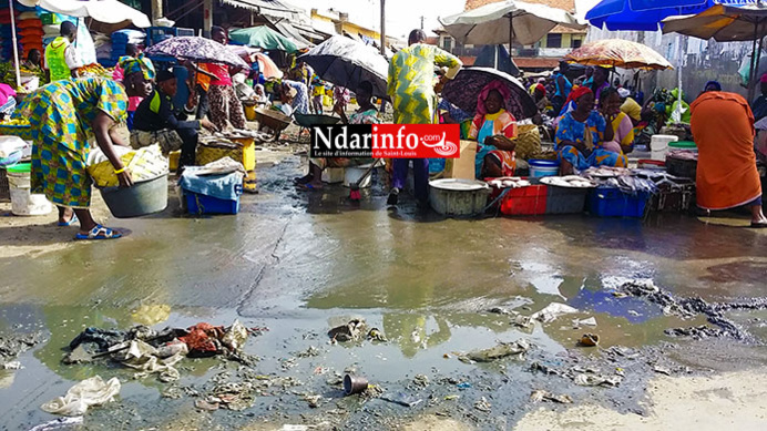SAINT-LOUIS : le marché aux poissons est un royaume de rats. SAINT-LOUIS : le marché aux poissons est un royaume de rats.