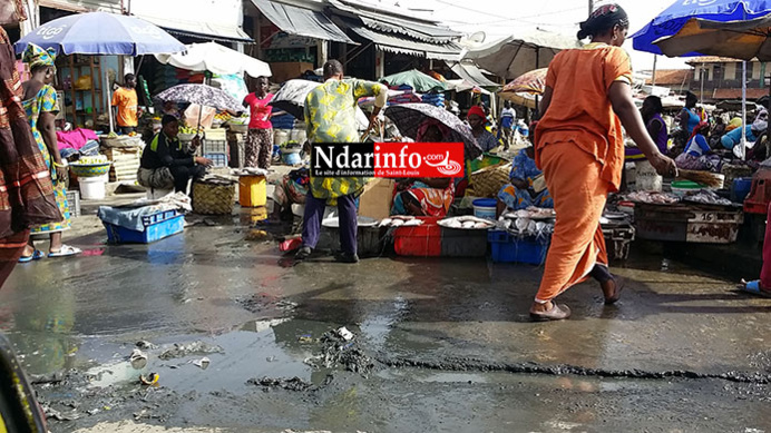 SAINT-LOUIS : le marché aux poissons est un royaume de rats.