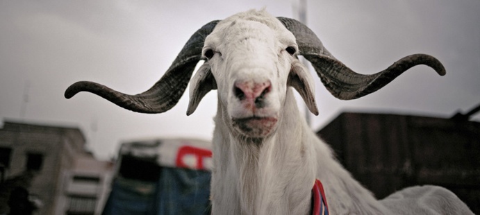 Saint-Louis : le mouton, « intouchable ». Saint-Louis : le mouton, « intouchable ».