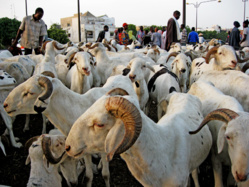 Tabaski 2015 : Plusieurs moutons meurent à la frontière de la Mauritanie avec le Mali