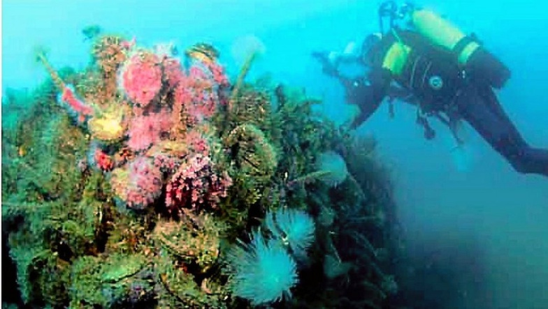 Biodiversité marine : BP, Petrosen et Kosmos Energy attribuent un contrat de construction d’un récif artificiel au large de Saint-Louis Biodiversité marine : BP, Petrosen et Kosmos Energy attribuent un contrat de construction d’un récif artificiel au large de Saint-Louis