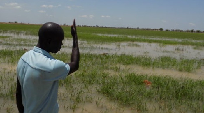 Matam : plus de 700 hectares de riz inondés et 1000 producteurs impactés par la crue du fleuve Sénégal Matam : plus de 700 hectares de riz inondés et 1000 producteurs impactés par la crue du fleuve Sénégal
