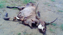 Saint-Louis: les dures souffrances du village d'ASSITOY. Saint-Louis: les dures souffrances du village d'ASSITOY.