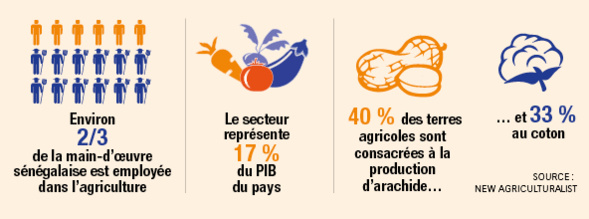 Au Sénégal, la croissance est dans les champs Au Sénégal, la croissance est dans les champs