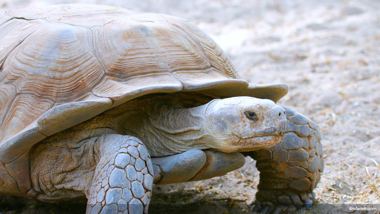 Réserve de Faune de Gueumbeul : vers la réintégration de nouvelles espèces Réserve de Faune de Gueumbeul : vers la réintégration de nouvelles espèces