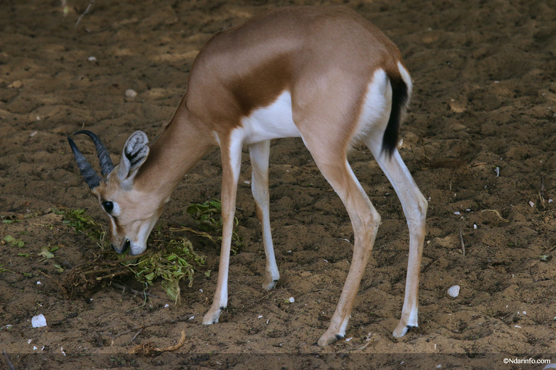 Réserve de Faune de Gueumbeul : vers la réintégration de nouvelles espèces Réserve de Faune de Gueumbeul : vers la réintégration de nouvelles espèces