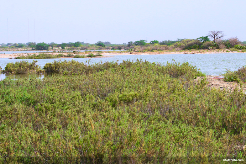 Réserve de Faune de Gueumbeul : vers la réintégration de nouvelles espèces Réserve de Faune de Gueumbeul : vers la réintégration de nouvelles espèces