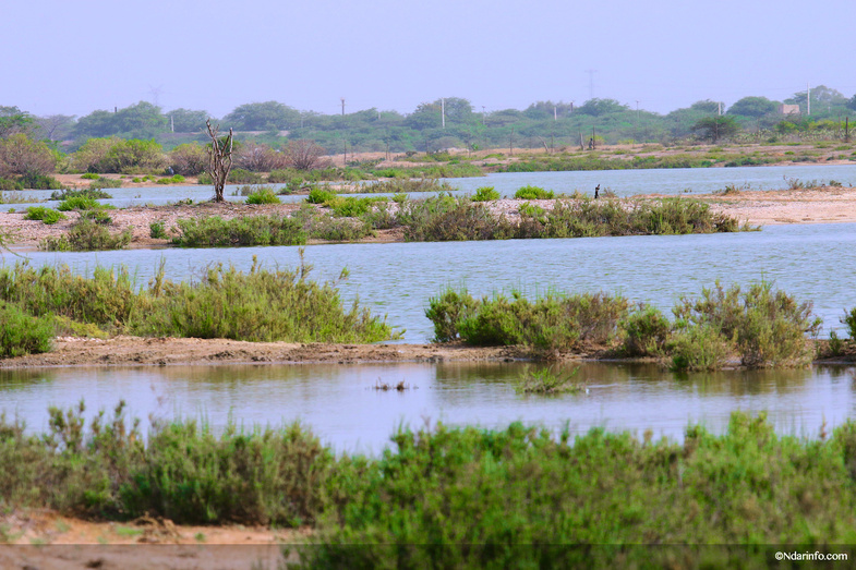 Réserve de Faune de Gueumbeul : vers la réintégration de nouvelles espèces Réserve de Faune de Gueumbeul : vers la réintégration de nouvelles espèces
