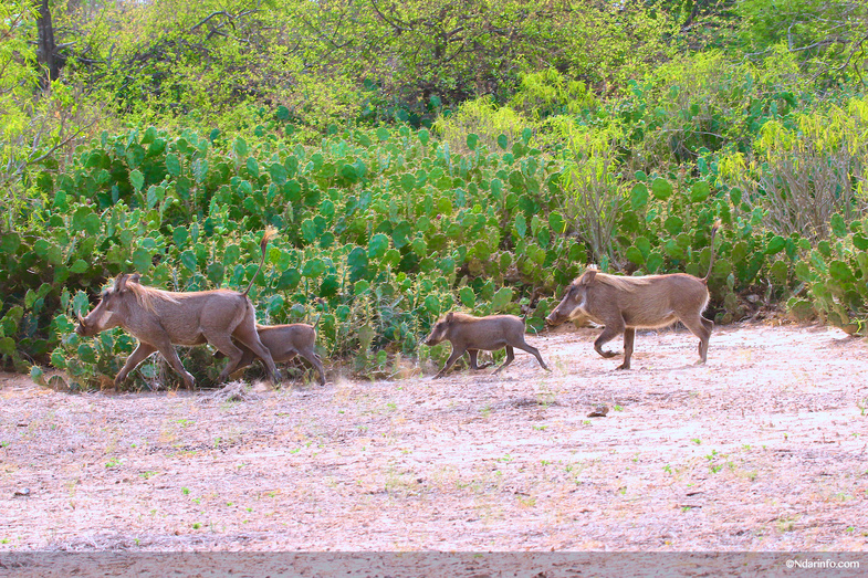 Réserve de Faune de Gueumbeul : vers la réintégration de nouvelles espèces Réserve de Faune de Gueumbeul : vers la réintégration de nouvelles espèces