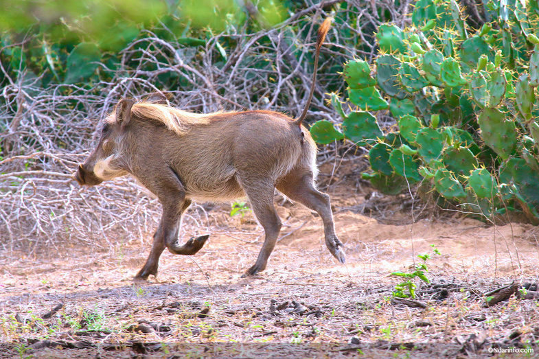 Réserve de Faune de Gueumbeul : vers la réintégration de nouvelles espèces Réserve de Faune de Gueumbeul : vers la réintégration de nouvelles espèces