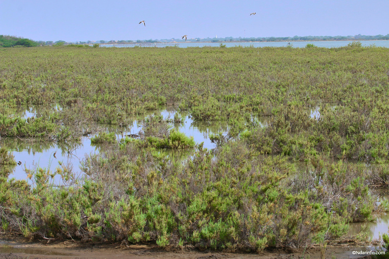 Réserve de Faune de Gueumbeul : vers la réintégration de nouvelles espèces Réserve de Faune de Gueumbeul : vers la réintégration de nouvelles espèces