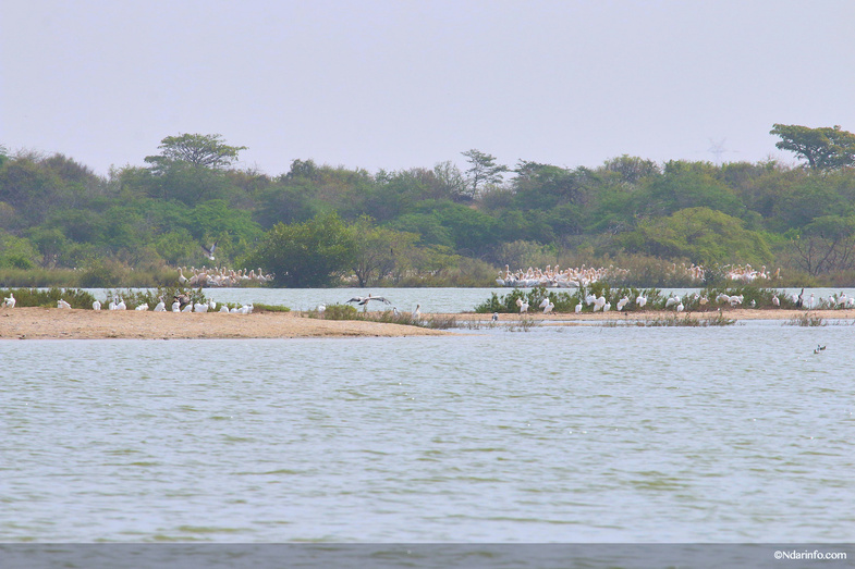 Réserve de Faune de Gueumbeul : vers la réintégration de nouvelles espèces Réserve de Faune de Gueumbeul : vers la réintégration de nouvelles espèces