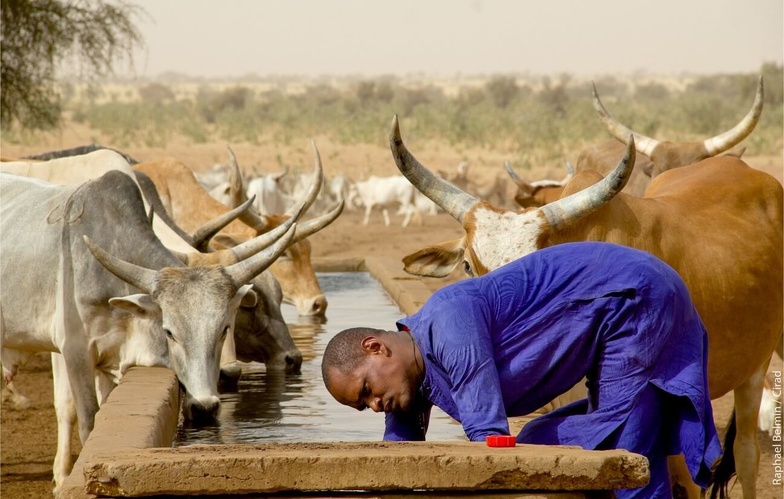 Saint-Louis : l’utilisation des technologies préconisée pour lutter contre le vol de bétail Saint-Louis : l’utilisation des technologies préconisée pour lutter contre le vol de bétail